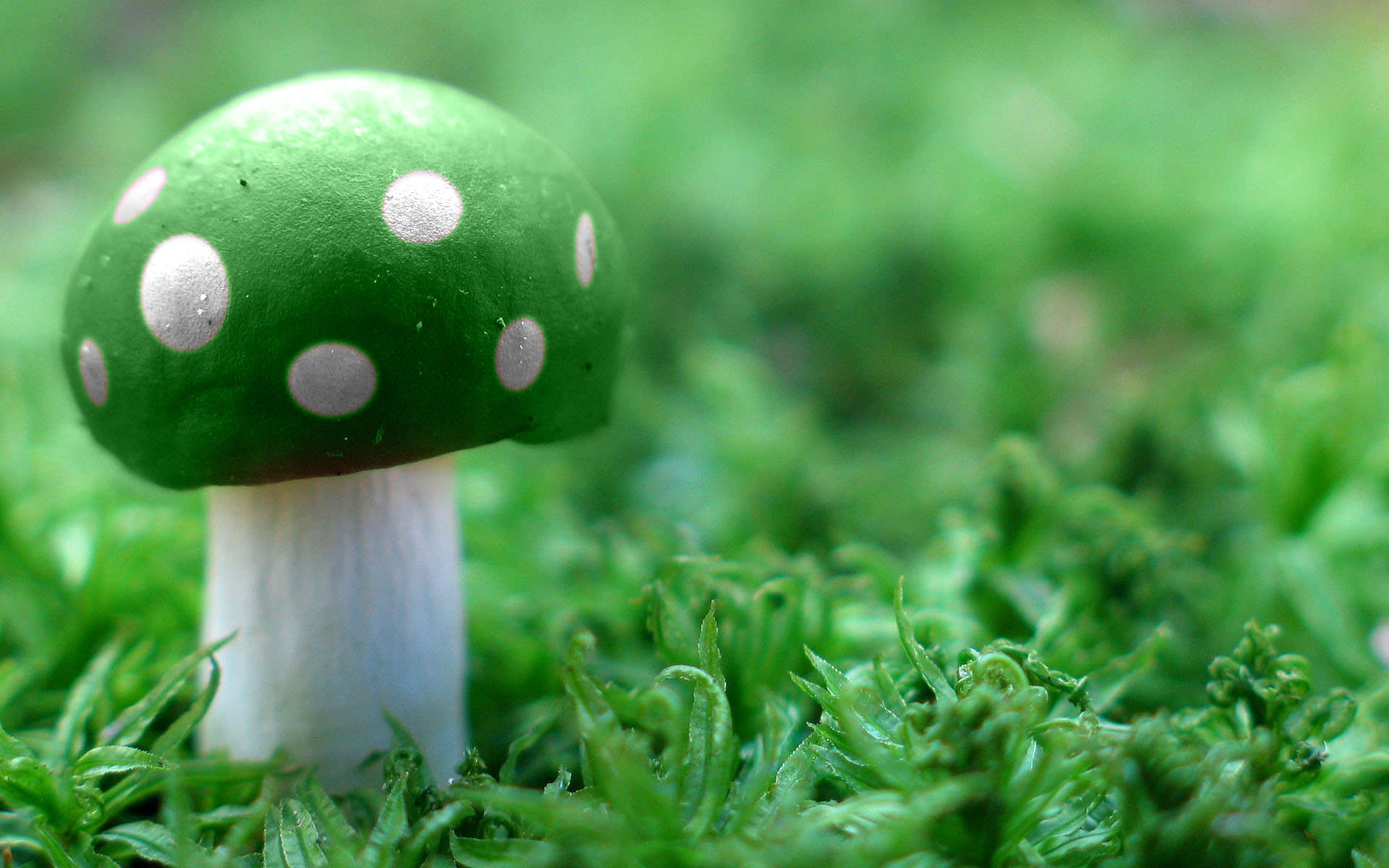 776519-cool-mushroom-wallpaperjpg