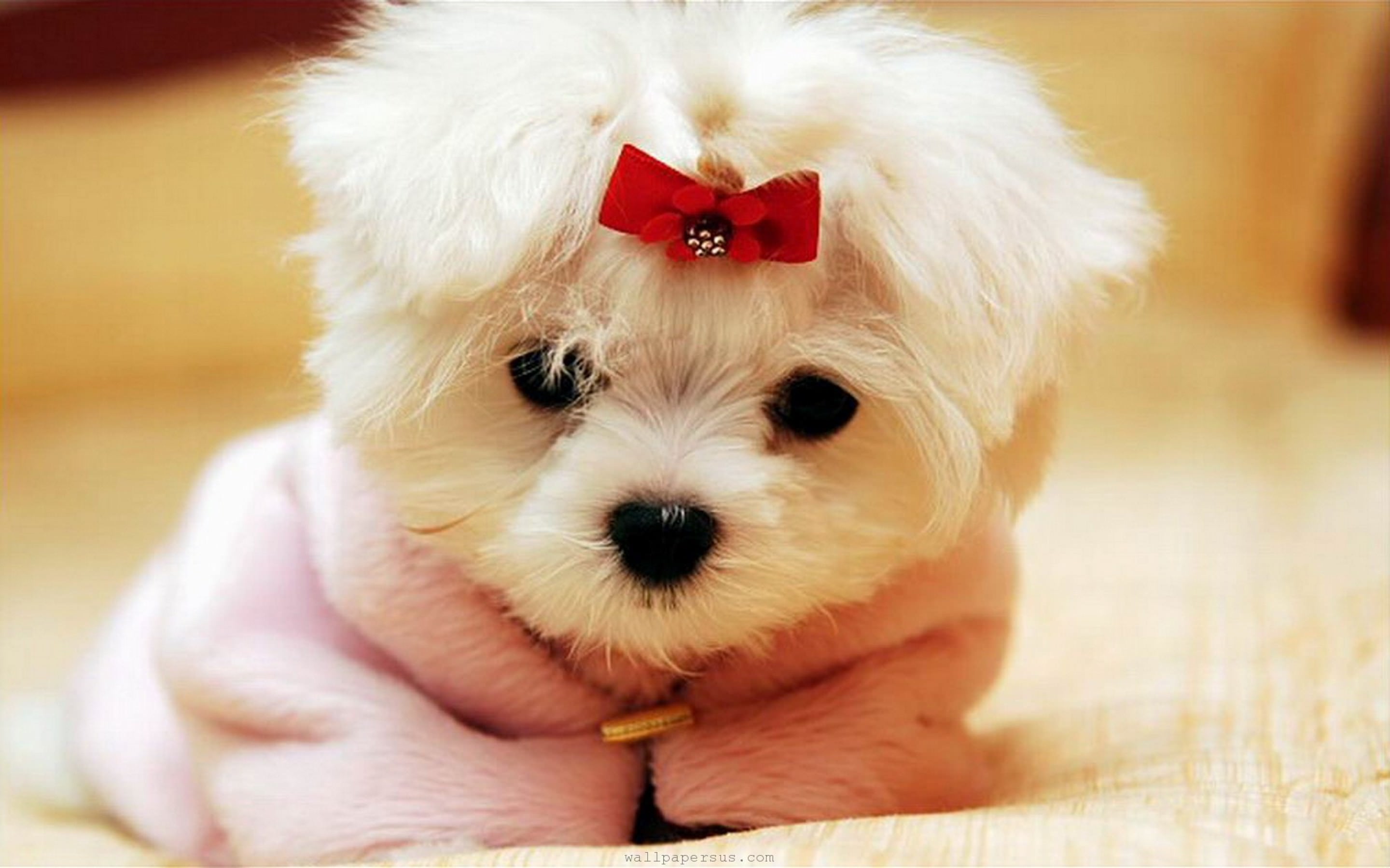 Teacup-Maltese-Puppies-Photos