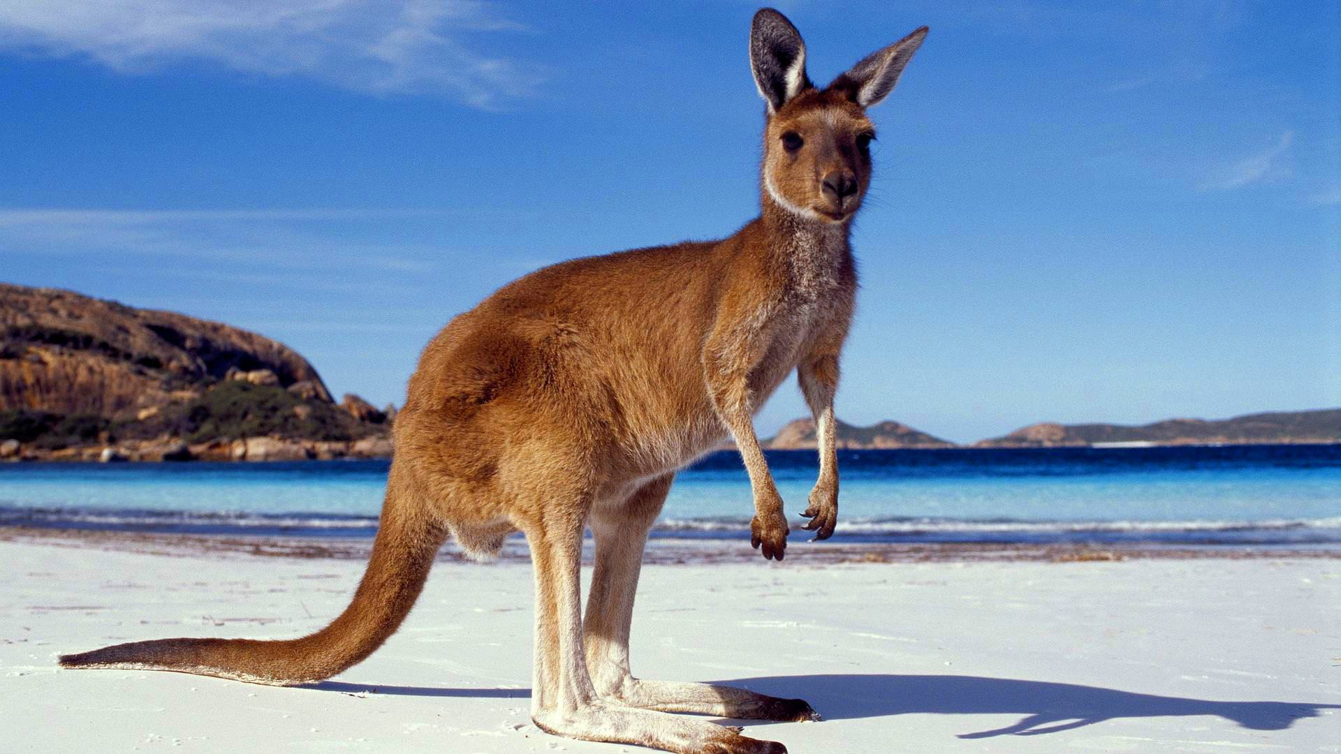 kangaroo