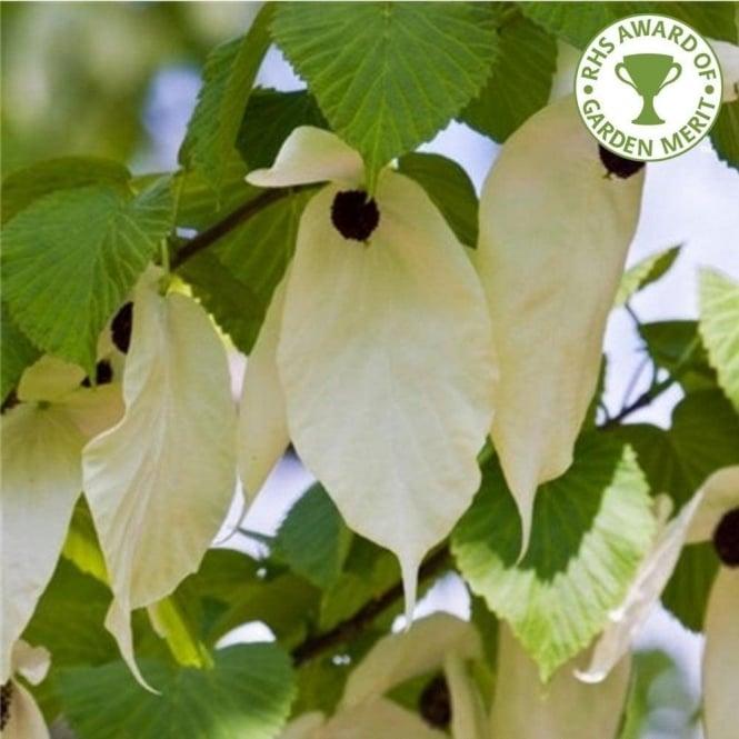 davidia-involucrata-vilmoriniana-tree-p255-1437_medium